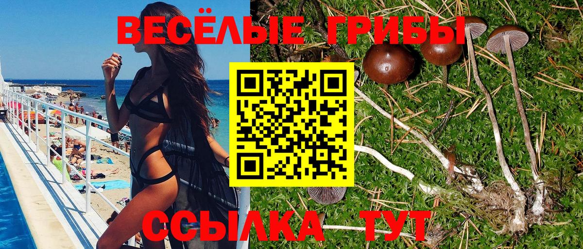 где продают наркотики  Зеленогорск  Галлюциногенные грибы Cubensis 